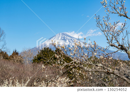 [Shizuoka Prefecture] Plum blossoms and Mt. Fuji at Iwamotoyama Park 130254052