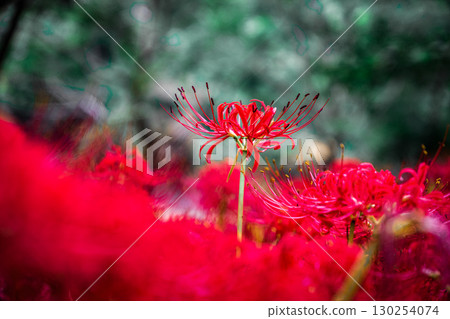 紅蜘蛛百合 130254074