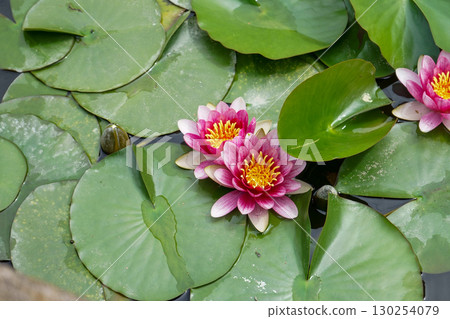 Lotus flowers floating on the water 130254079