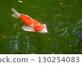 Koi swimming in the pond 130254083