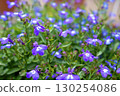 Purple flower 130254086