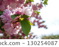 Cherry blossoms and young leaves 130254087