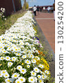 White flowers blooming in the flowerbed 130254200
