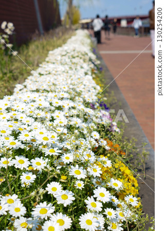 White flowers blooming in the flowerbed 130254200