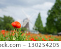 Red Poppy 130254205