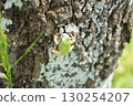 Tree frog on a tree trunk 130254207