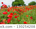 Red Poppy Flower 130254208