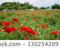 Red Poppy 130254209