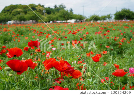 Red Poppy 130254209