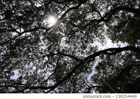 陽光透過綠葉照射在一棵大樹上 130254440