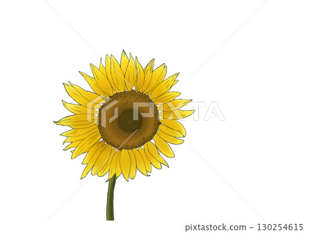 sunflower sunflower 130254615