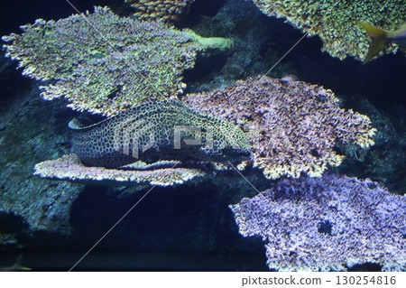Scenery of an aquarium tank with a moray eel 130254816