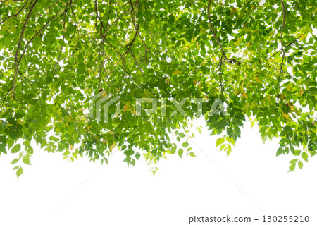 Leaf curtain on white background Leaf curtain on white background 130255210