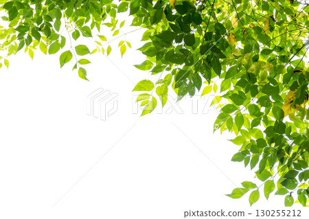 Leaf curtain on white background Leaf curtain on white background 130255212