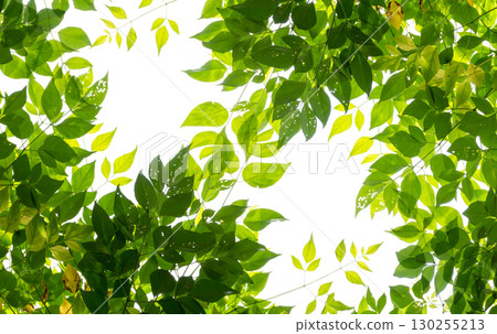 Leaf curtain on white background Leaf curtain on white background 130255213