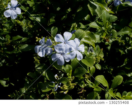 Blue plumbago flowers bathed in sunlight Blue plumbago flowers bathed in sunlight 130255408