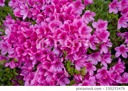 Pink azalea flowers are in bloom. Pink azalea flowers are in bloom. 130255476