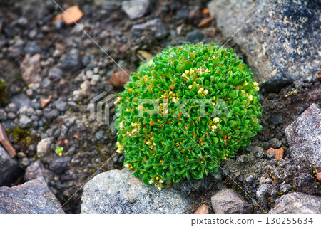 clump (polster plant) of saxifrage prevents penetration of ice dew 130255634