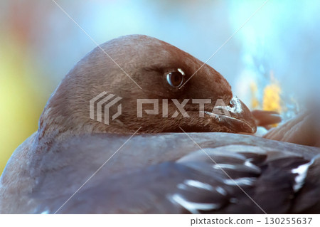 Little auk special subspecies Little auk special subspecies 130255637