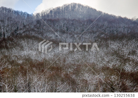 Subtropical deciduous forests during cold weather and snowfall Subtropical deciduous forests during cold weather and snowfall 130255638