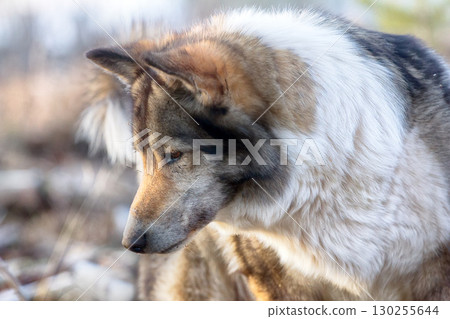 The East Siberian Laika (related breed husky). Hunting scene The East Siberian Laika (related breed husky). Hunting scene 130255644