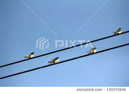 House martins on power lines in autumn 130255646