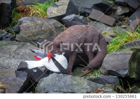 Blue Fox breaks bird Seagull, caught on rookery 130255661