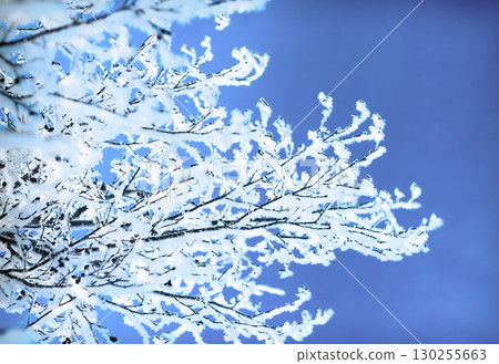 plants were covered with frost plants were covered with frost 130255663