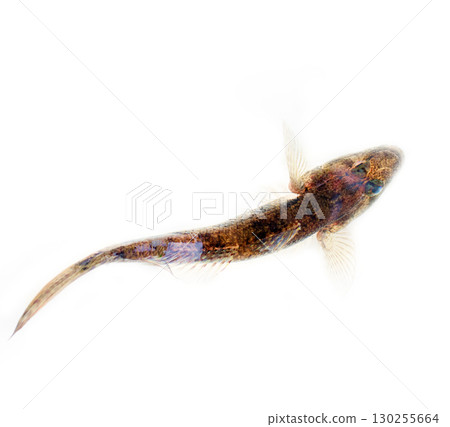 Backwater Kerala. Goby fishes (Gobius) Backwater Kerala. Goby fishes (Gobius) 130255664