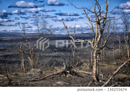 forest-tundra turned into desert after contamination of soil 130255674