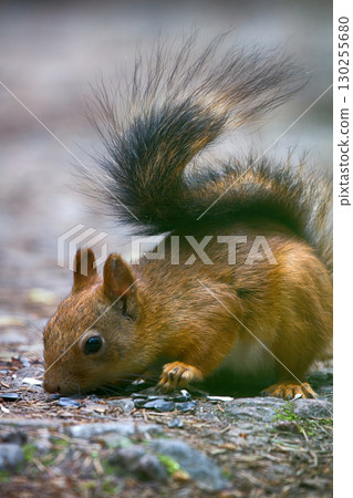 Red squirrel picks up seeds on path in Park Red squirrel picks up seeds on path in Park 130255680
