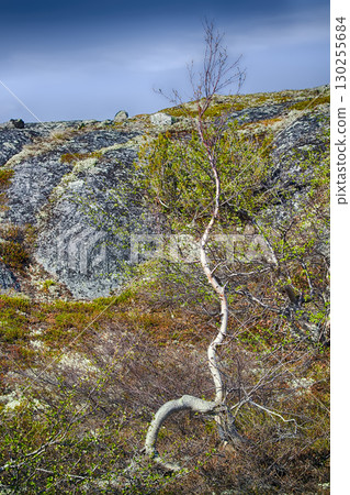 Mountain tundra in Lapland 130255684