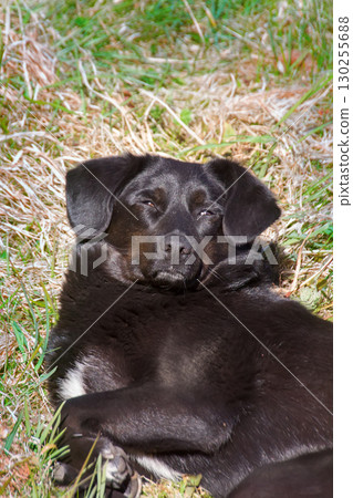 Mongrel dog sleeping on green grass. Mongrel dog sleeping on green grass. 130255688
