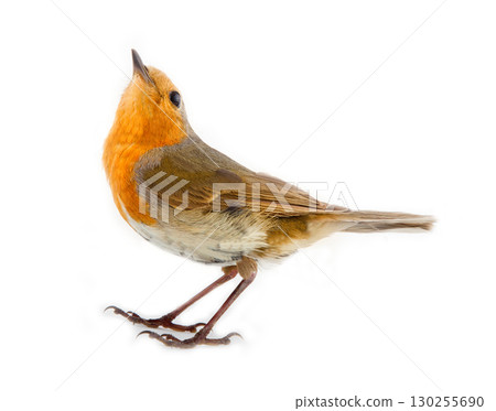Robin (redbreast, Erithacus rubecula) on white background 130255690