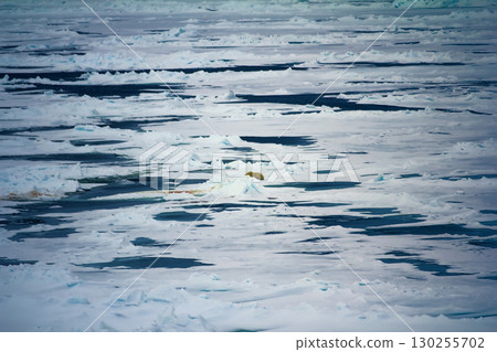 Withe Bear goes into expanses of Arctic ocean 130255702