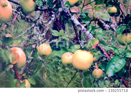 look of wild edible apples 130255718