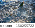 Spinning fishing (lure fishing) trout in lakes of Scandinavia. 130255722