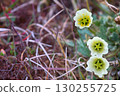 Arctic poppy coated fibers for protection against icy dew 130255725
