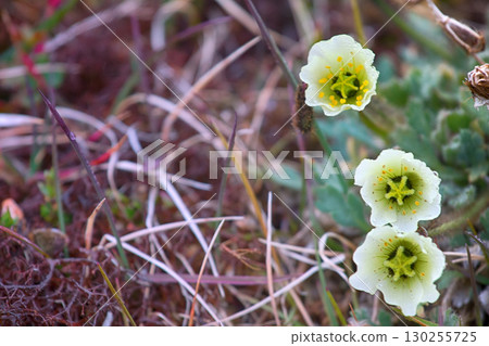 Arctic poppy coated fibers for protection against icy dew 130255725
