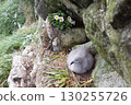 Fulmar female sits on single egg for incubation 2 130255726