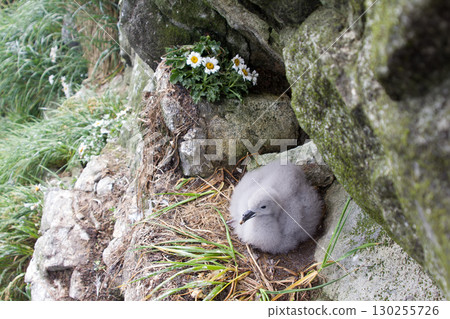 Fulmar female sits on single egg for incubation 2 Fulmar female sits on single egg for incubation 2 130255726
