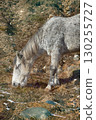 Asian feral horse. 130255727