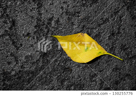 Yellow leaves fall on the stone floor. Yellow leaves fall on the stone floor. 130255776