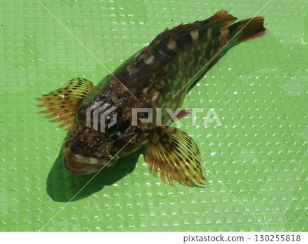 我抓到了一條石魚 130255818