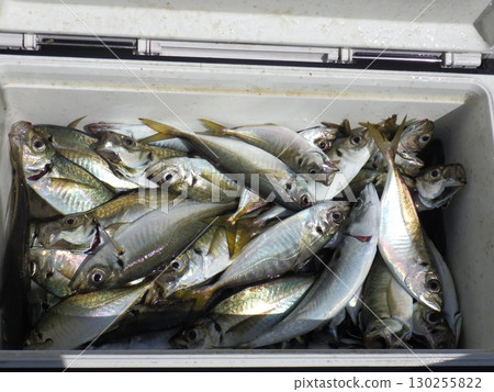 Lots of horse mackerel Lots of horse mackerel 130255822
