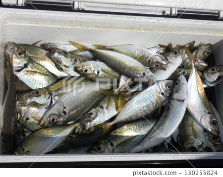 Lots of horse mackerel Lots of horse mackerel 130255824