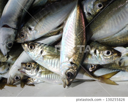 Lots of horse mackerel Lots of horse mackerel 130255826