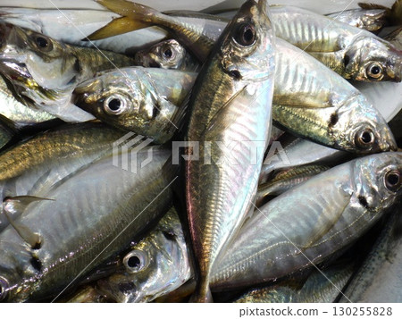 I caught a horse mackerel I caught a horse mackerel 130255828