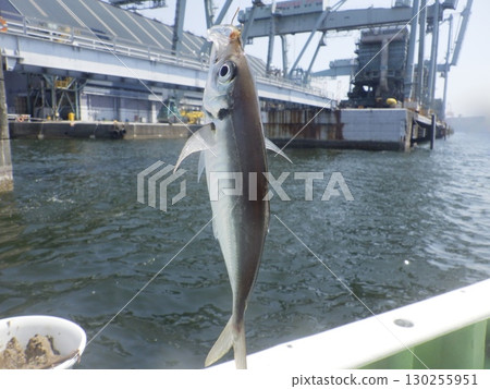 I caught a horse mackerel I caught a horse mackerel 130255951