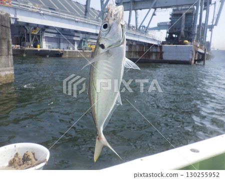 I caught a horse mackerel I caught a horse mackerel 130255952